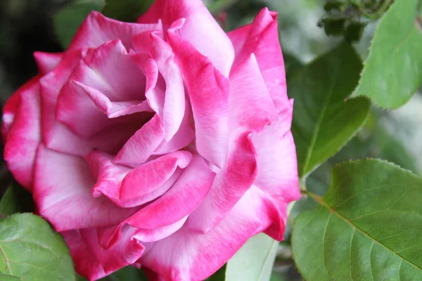 Λουλούδι Όμορφο Ροζ Μωβ Τριαντάφυλλο Ένα Πράσινο Φόντο Close — Φωτογραφία Αρχείου