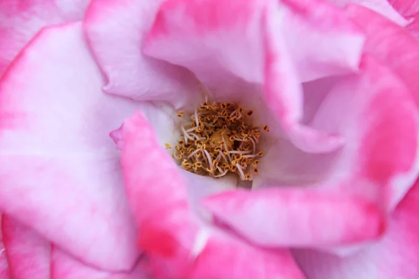 Růžové Makro Přírodní Pozadí Fialovo Růžových Okvětních Lístků Růží Zlatý — Stock fotografie