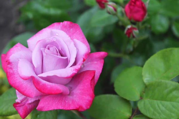 Flor Hermosa Rosa Con Rosa Púrpura Sobre Fondo Verde Cerca Fotos de stock
