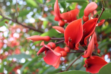  Türkiye 'de kırmızı çiçekler mercan ağacı