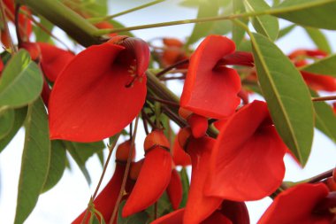  Türkiye 'de kırmızı çiçekler mercan ağacı