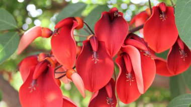  Türkiye 'de kırmızı çiçekler mercan ağacı
