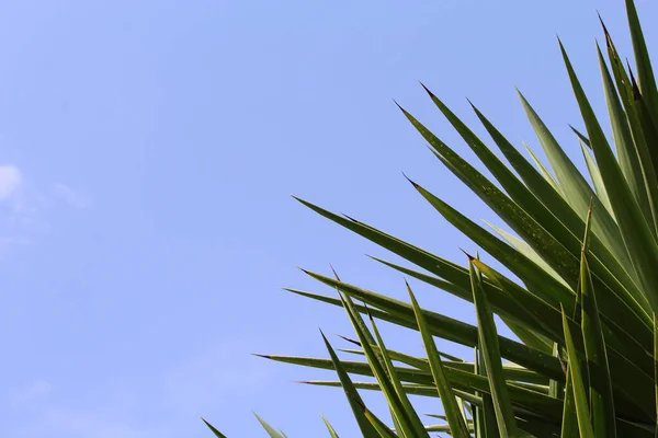 Palm Branches Background Blue Clear Sky — Stock Photo, Image
