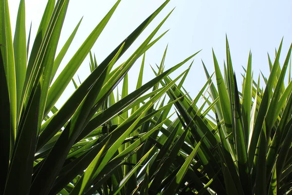 Пальмовые Ветви Фоне Голубого Ясного Неба — стоковое фото