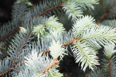 Doğal arka plan taze ladin dalları