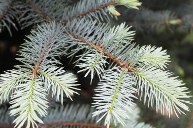 Doğal arka plan taze ladin dalları