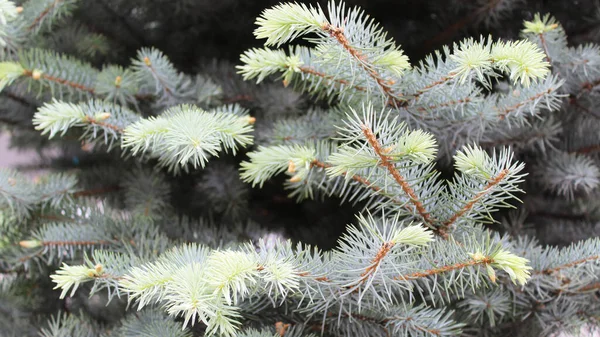 Stock image natural background fresh spruce branches