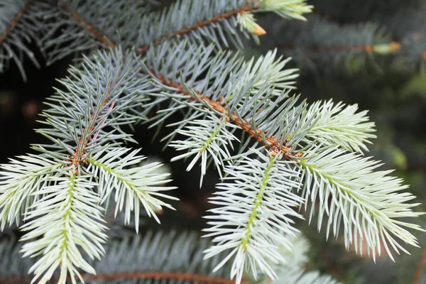 Natural Background Fresh Spruce Branches — Stock Photo, Image