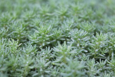 Su damlaları yakın plan ile doğal çimen arka planı