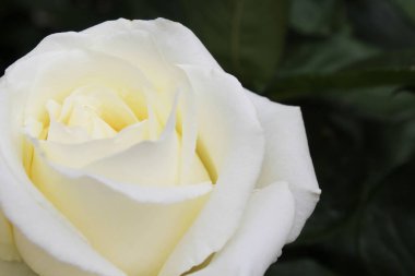 Beyaz gül yakın plan doğal arkaplan