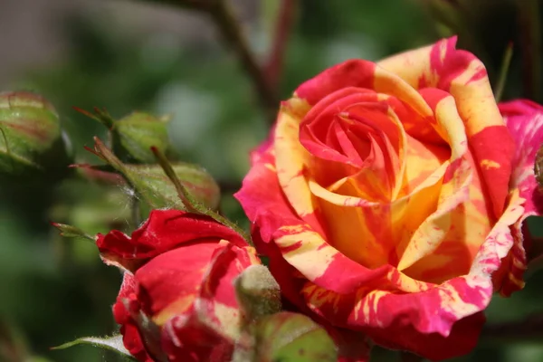 Fondo Natural Para Tarjeta Felicitación Hermosas Rosas Rosa Con Amarillo — Foto de Stock