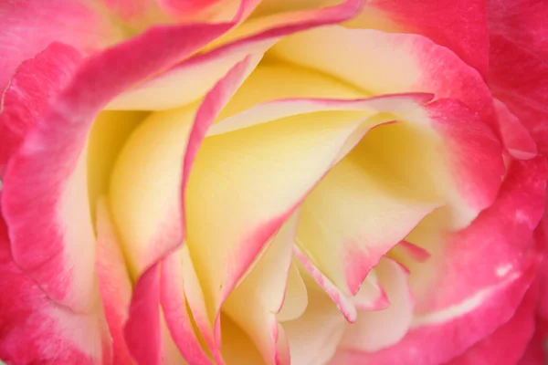 Природний Фон Пелюстки Троянди Червоний Жовтим Крупним Планом — стокове фото