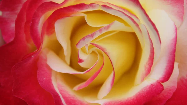 Přírodní Pozadí Růže Okvětní Lístky Červená Žlutým Detailem — Stock fotografie