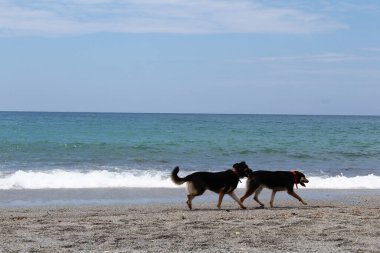 Doğal arka plan mavi gökyüzü ve kumsaldaki deniz köpekleri.