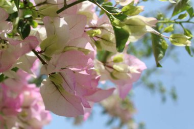 Yumuşak pembe çiçeklerin arka planı izole edilmiş hindi çiçekleri
