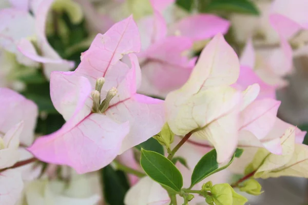 Fondo Flores Color Rosa Suave Flores Pavo Aisladas — Foto de Stock