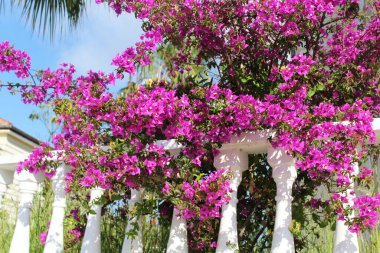  Türkiye 'de Alanya' nın güzel sokağında çiçekler. Çitin üzerinde mor çiçekler.
