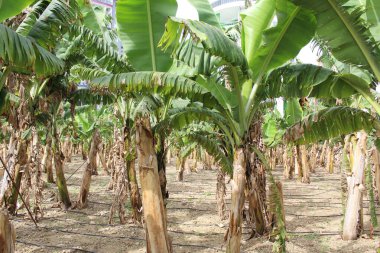 Türkiye 'nin Mahmutlar ilçesindeki Alinia ilindeki tarlalarda muz ağaçları