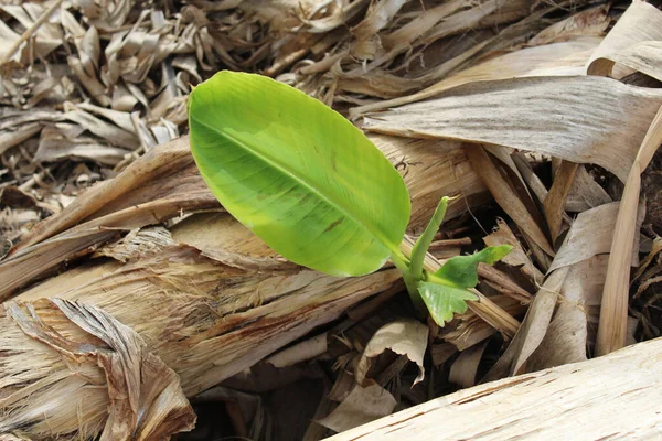 Zelený Čerstvý Banánový List Vyražený Kmeni Suchého Banánového Stromu — Stock fotografie