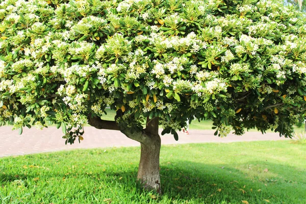 Blühender Baum Der Türkei Alanya — Stockfoto
