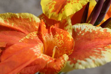  Hindi çiçeği. turuncu çiçekler kapanıyor.