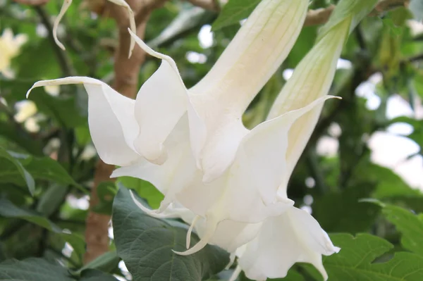 flowers of Turkey. white fresh flowers with green leaves close up