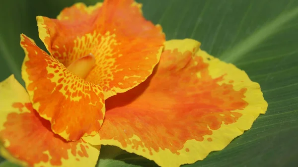 Оранжевый Цветок Крупным Планом Фоне Зеленого Свежего Листа — стоковое фото