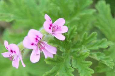 Türkiye 'nin egzotik çiçekleri. Doğal yeşil arka planda narin bir mor çiçek