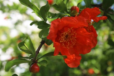 Türkiye 'nin çiçek açan ağaçları. Ağaçlarda egzotik kırmızı çiçekler