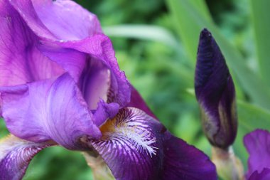 Mor iris çiçeğine yaklaş