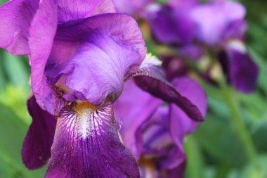 Mor iris çiçeğine yaklaş