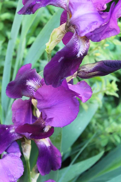 stock image close up of purple iris flower