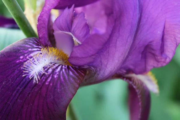 Nahaufnahme Von Lila Irisblume — Stockfoto