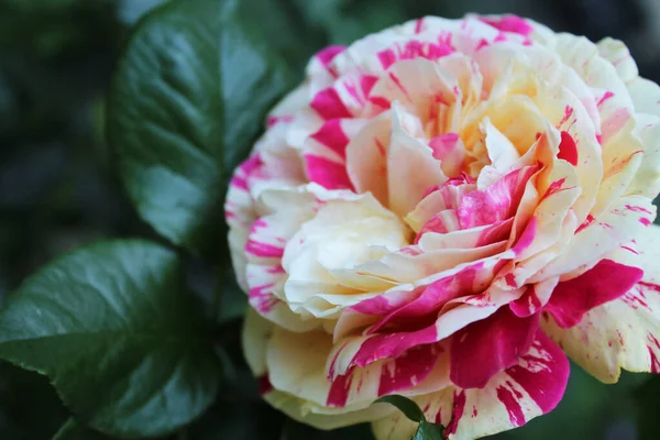 Цветы Естественный Фон Поздравительной Открытки Красивая Белая Розовой Розой Фоне — стоковое фото