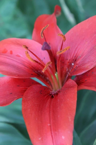 close up of red flower. red lily flower on a natural green background