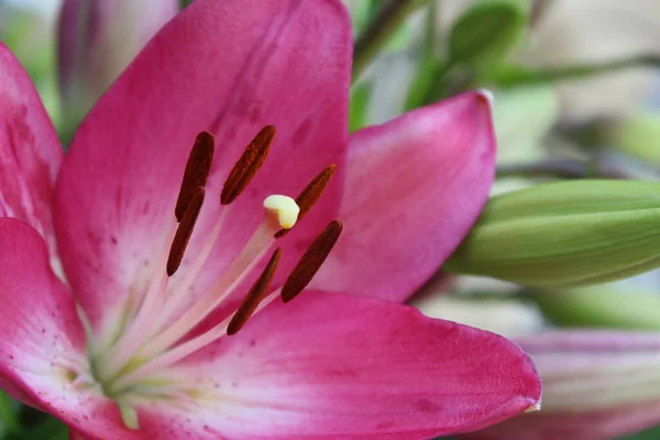 Stock image flower pink lily close-up. flowers background for greeting card