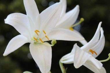 çiçek tebrik kartı beyaz zambaklar satın alma planı