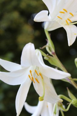 çiçek tebrik kartı beyaz zambaklar satın alma planı