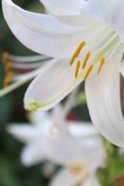 çiçek tebrik kartı beyaz zambaklar satın alma planı