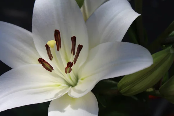 stock image flowers greeting card white lilies purchase plan