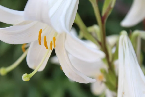 stock image flowers greeting card white lilies purchase plan