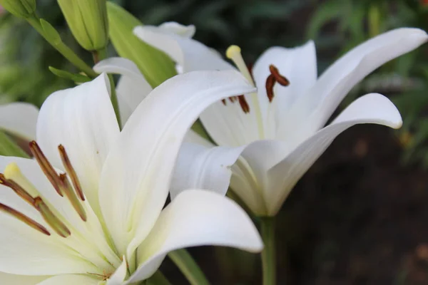 Çiçek Tebrik Kartı Beyaz Zambaklar Satın Alma Planı — Stok fotoğraf