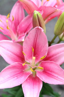 tebrik kartı arka planı güzel orkide çiçekleri