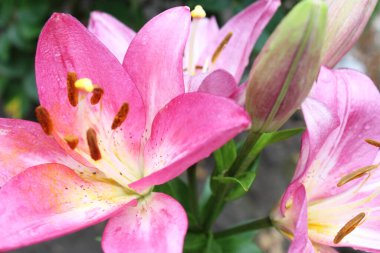 tebrik kartı arka planı güzel orkide çiçekleri