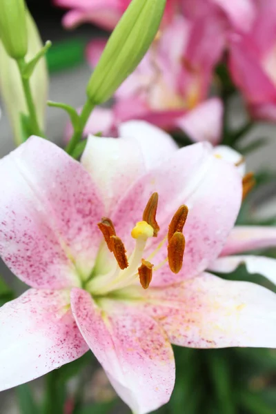 Tebrik Kartı Arka Planı Güzel Orkide Çiçekleri — Stok fotoğraf