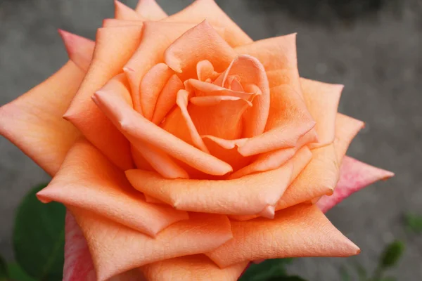 Rosa Naranja Flor Sobre Fondo Gris — Foto de Stock