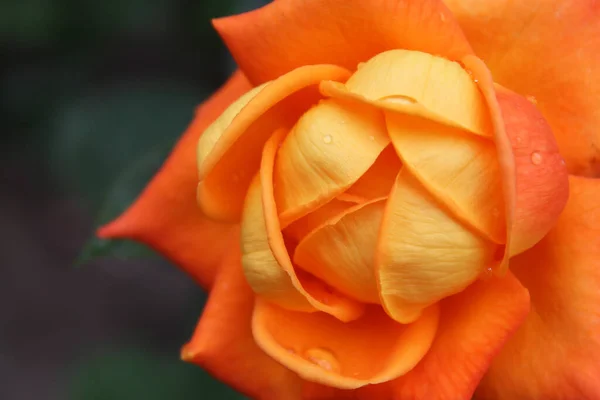 Rose Orange Avec Des Gouttes Eau Sur Fond Gris — Photo