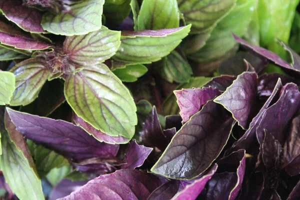 stock image healthy food fresh basil leaves background