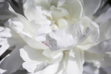 Koyu arkaplanda güzel beyaz şakayık çiçeği