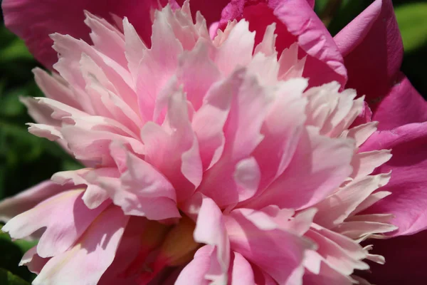 Fundo Natural Flores Pétalas Peônia Rosa — Fotografia de Stock